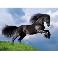 Clementoni - Fresian Black Horse (500 dielikov)