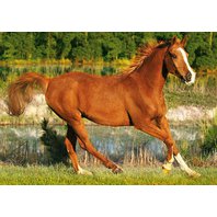 Trefl - Galloping Horse (500 dielikov)