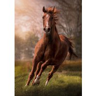 Clementoni - Horse (1500 dielikov)