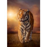 Clementoni - Tiger (1500 dielikov)