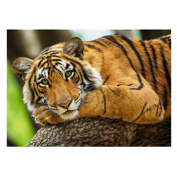tiger-portrait-jigsaw-puzzle-500-pieces.84184-1.fs.jpg